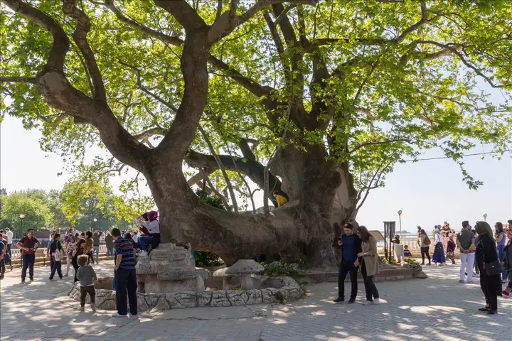 Gölyazı'nın simgesi olan asırlık Ağlayan Çınar. Mayıs ayının güzel havasında çınarın gölgesinde vakit geçiren insanlar ve tarihi atmosfer.